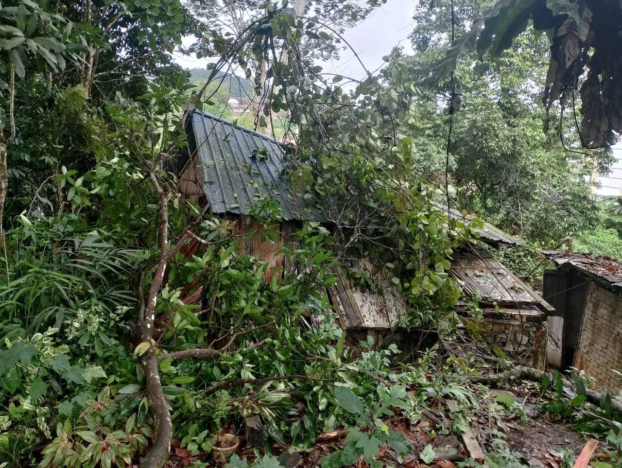 Keadaan ANTS Studio selepas dihempap pokok tumbang